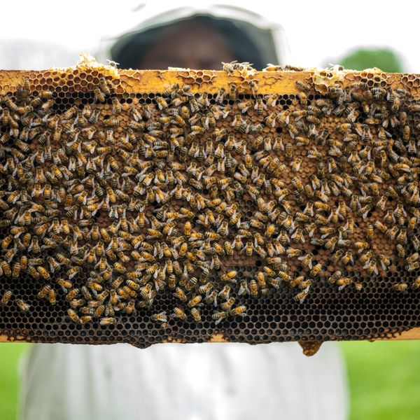 Fresh Honeycomb — pure raw honey